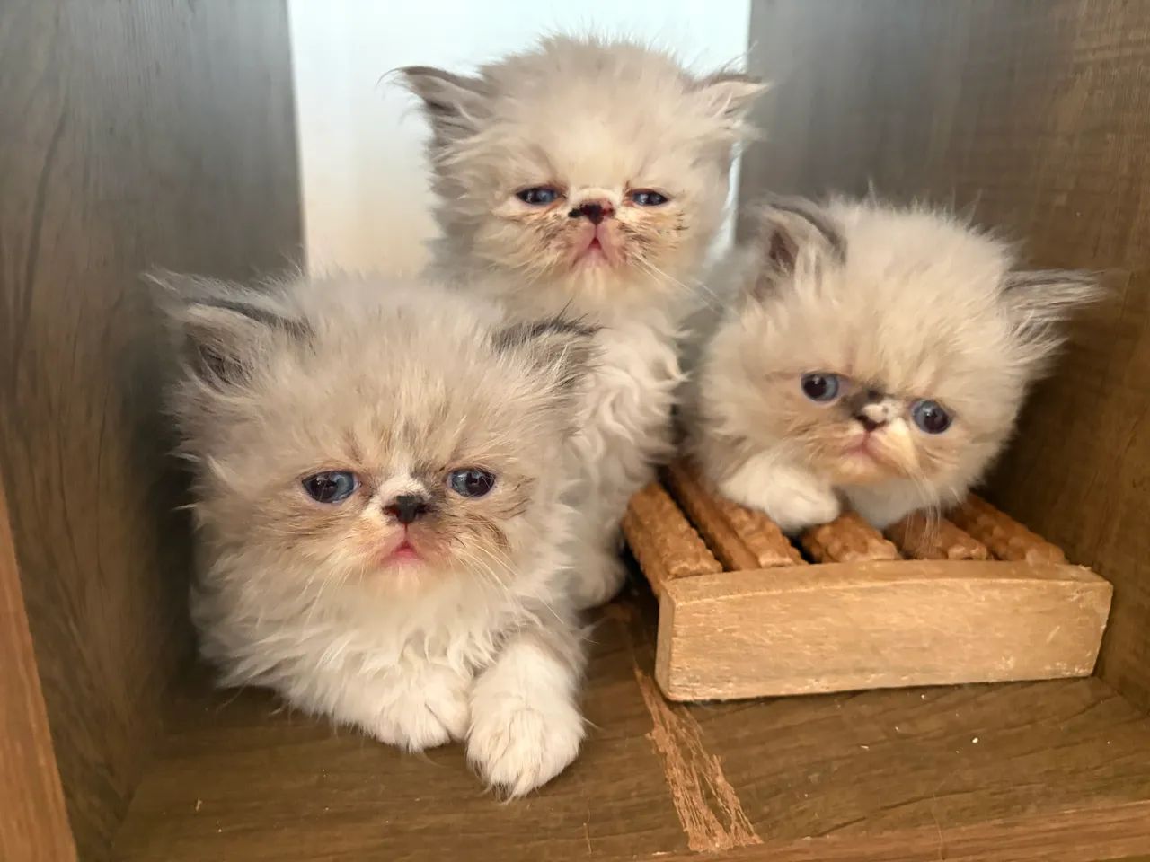 Gatinhos persas filhotes 