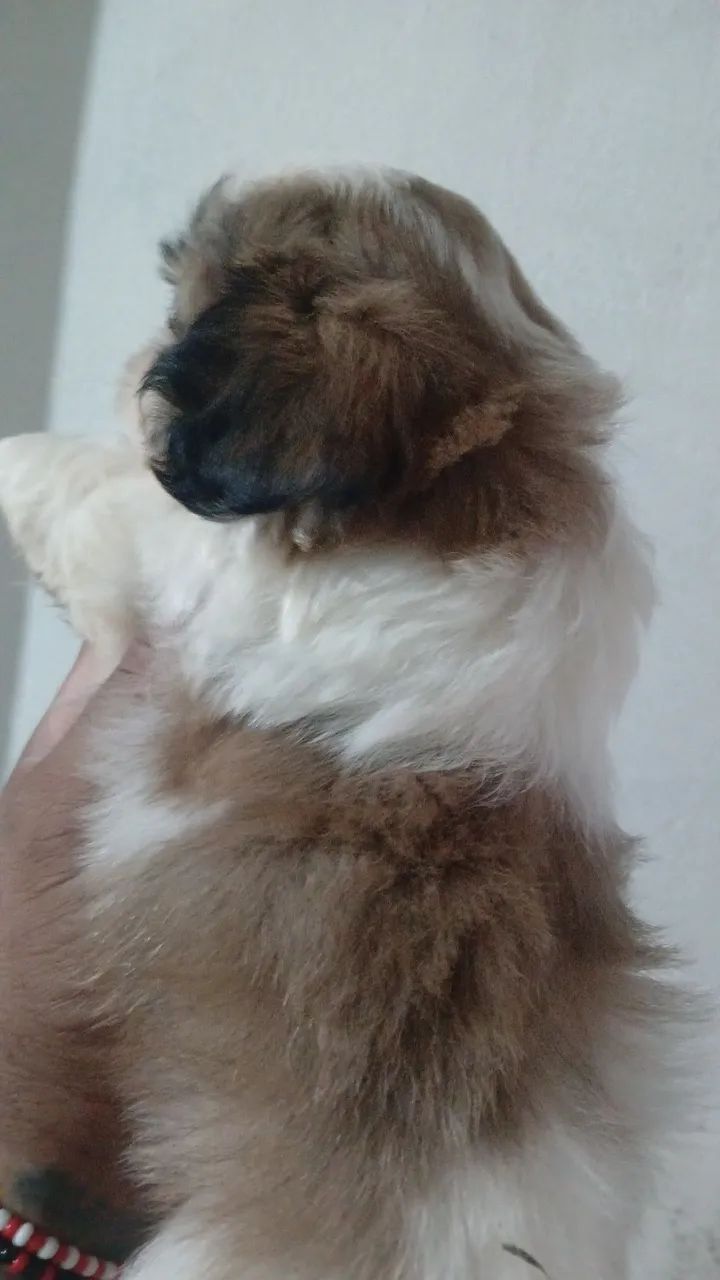 Macho de shitzu lindos - Foto 4