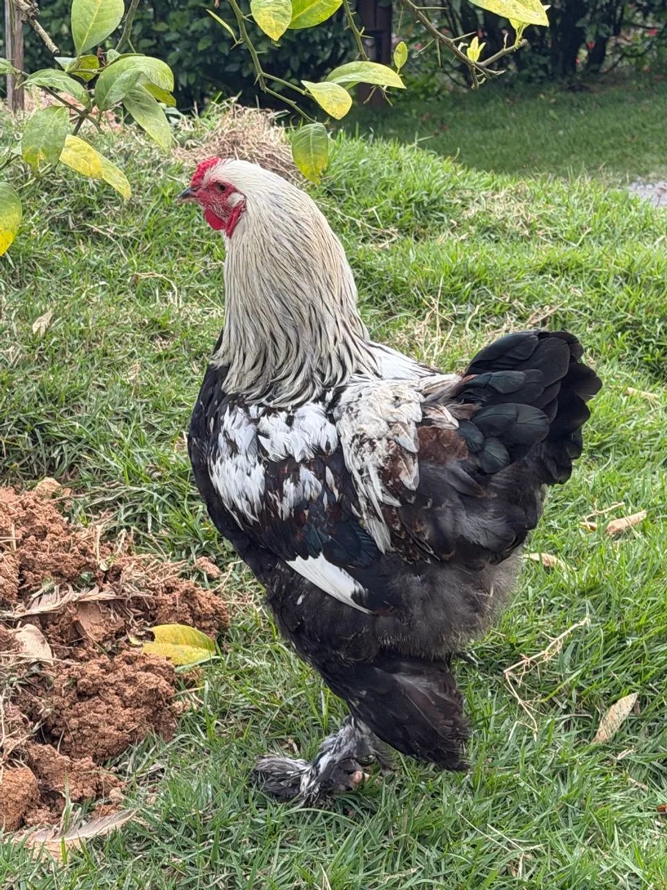 Vendo Galos Brahma - Foto 2