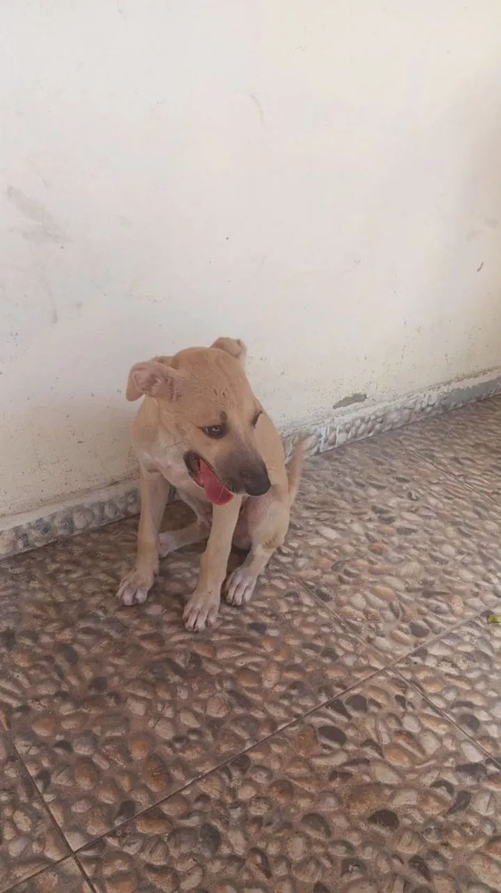 cachorro para adoção responsável - Foto 3