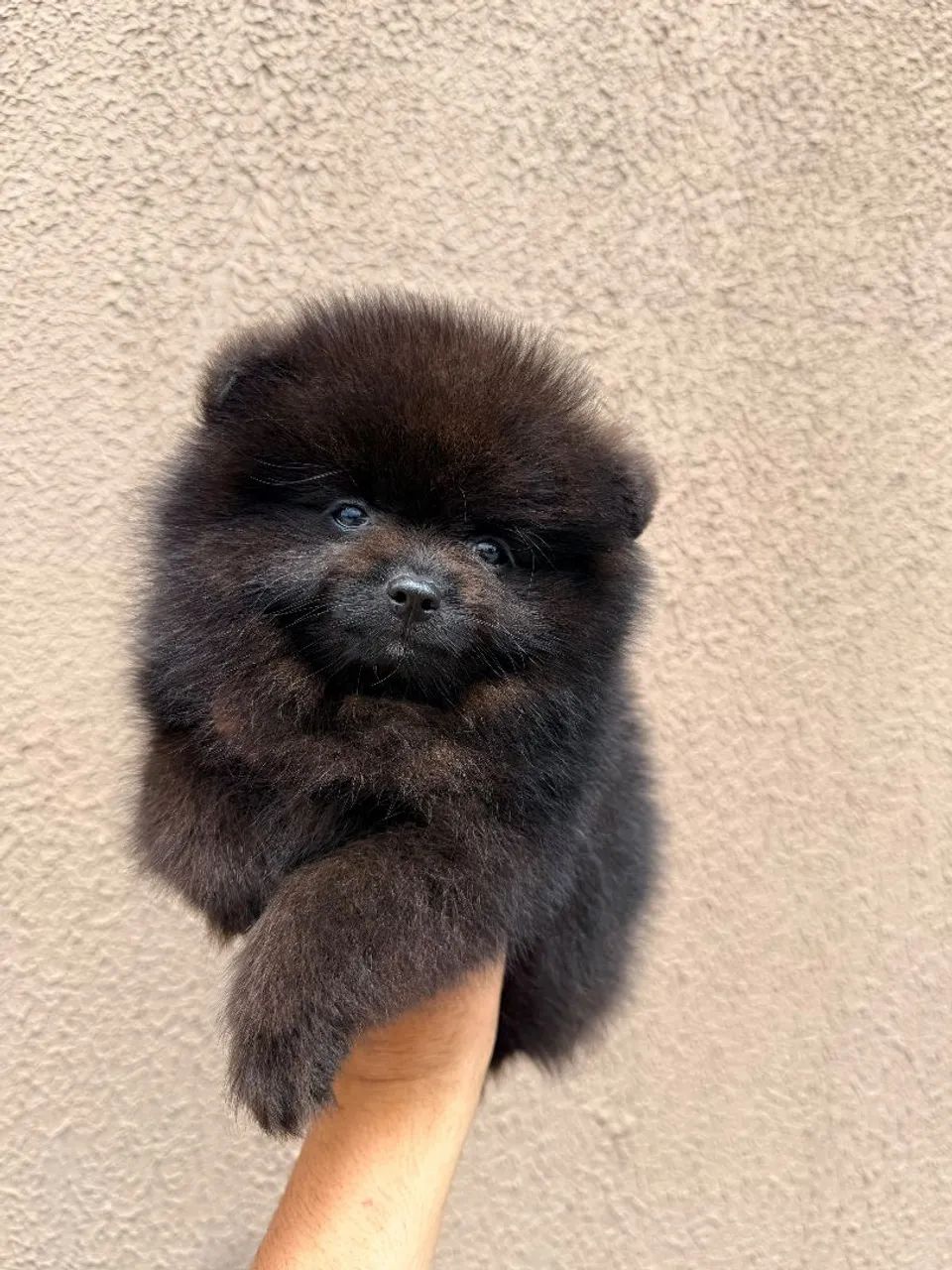 Lindo spitz macho..black - Foto 2