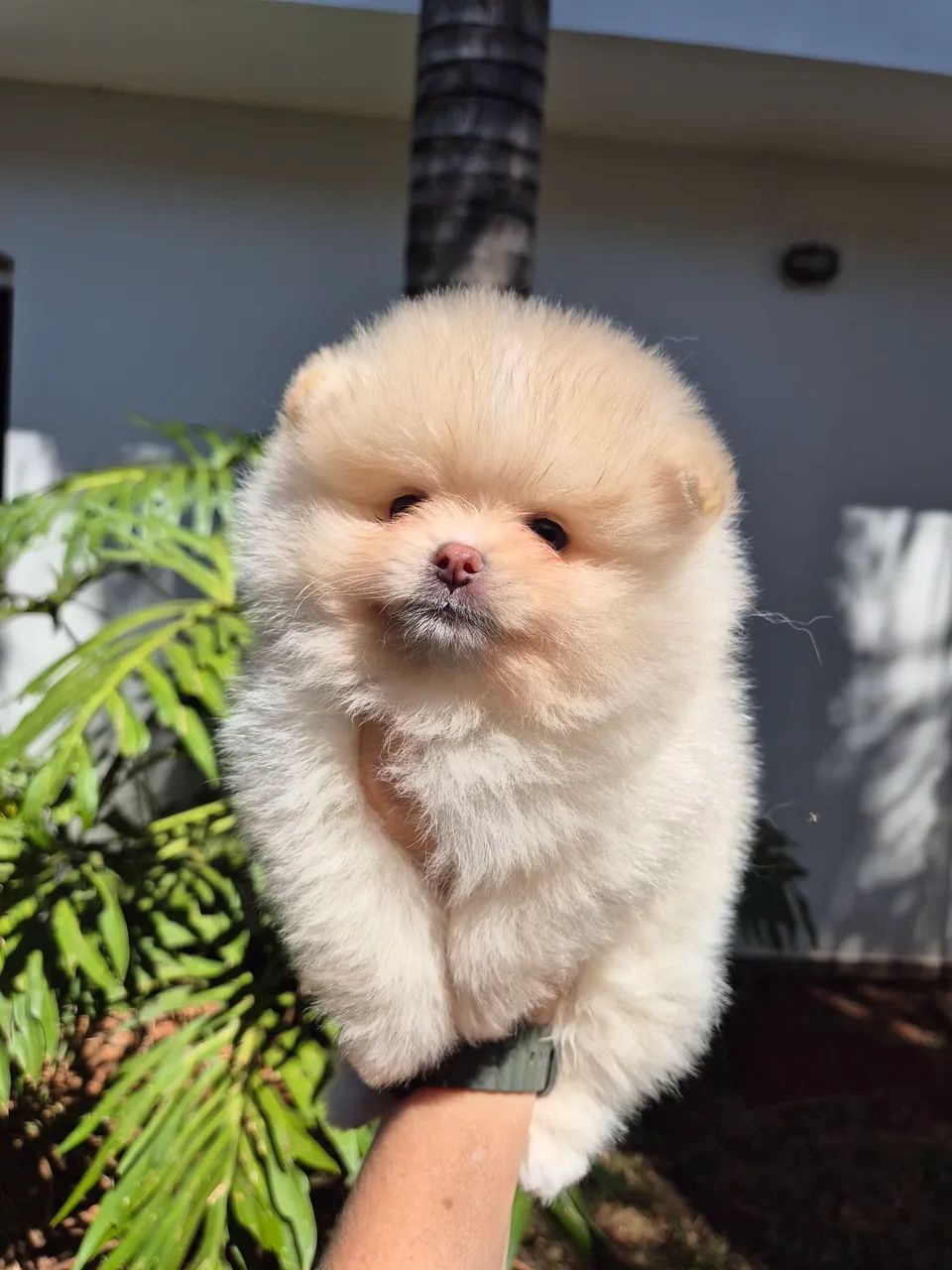 Spitz alemão bem ursinho - Foto 4