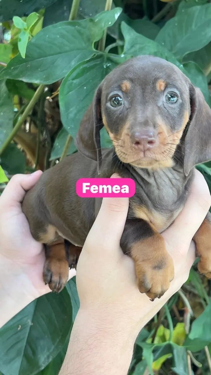 Teckel ideal para momentos especiais juntos - Foto 4