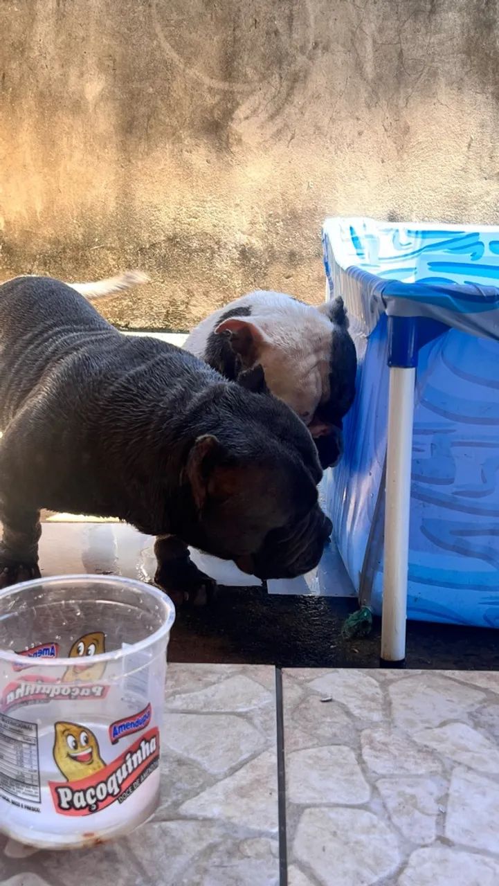 Filhote de American bully  - Foto 4