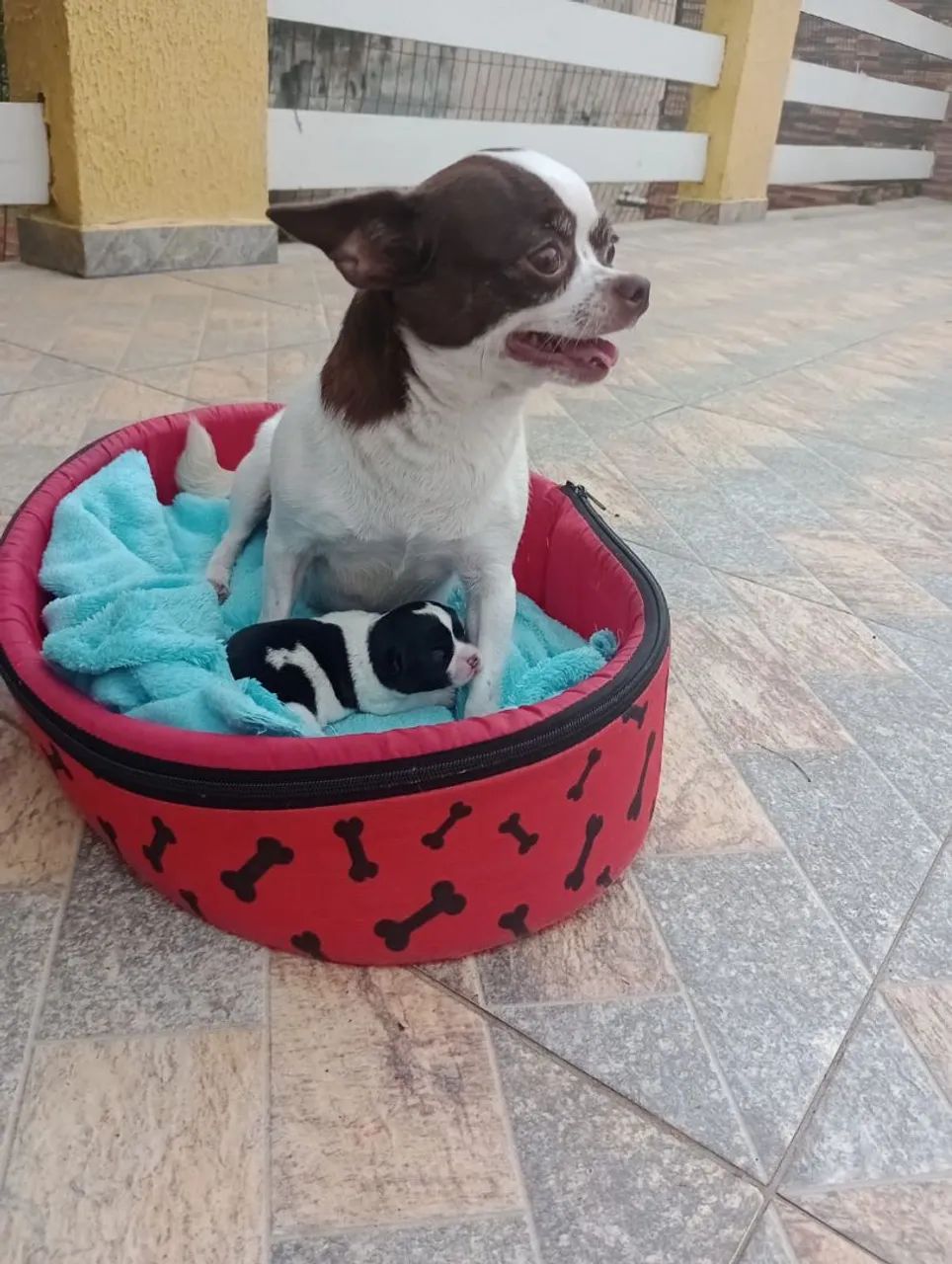 Chihuahua Macho Pelo Curto. Entregamos Litoral e interior  - Foto 3