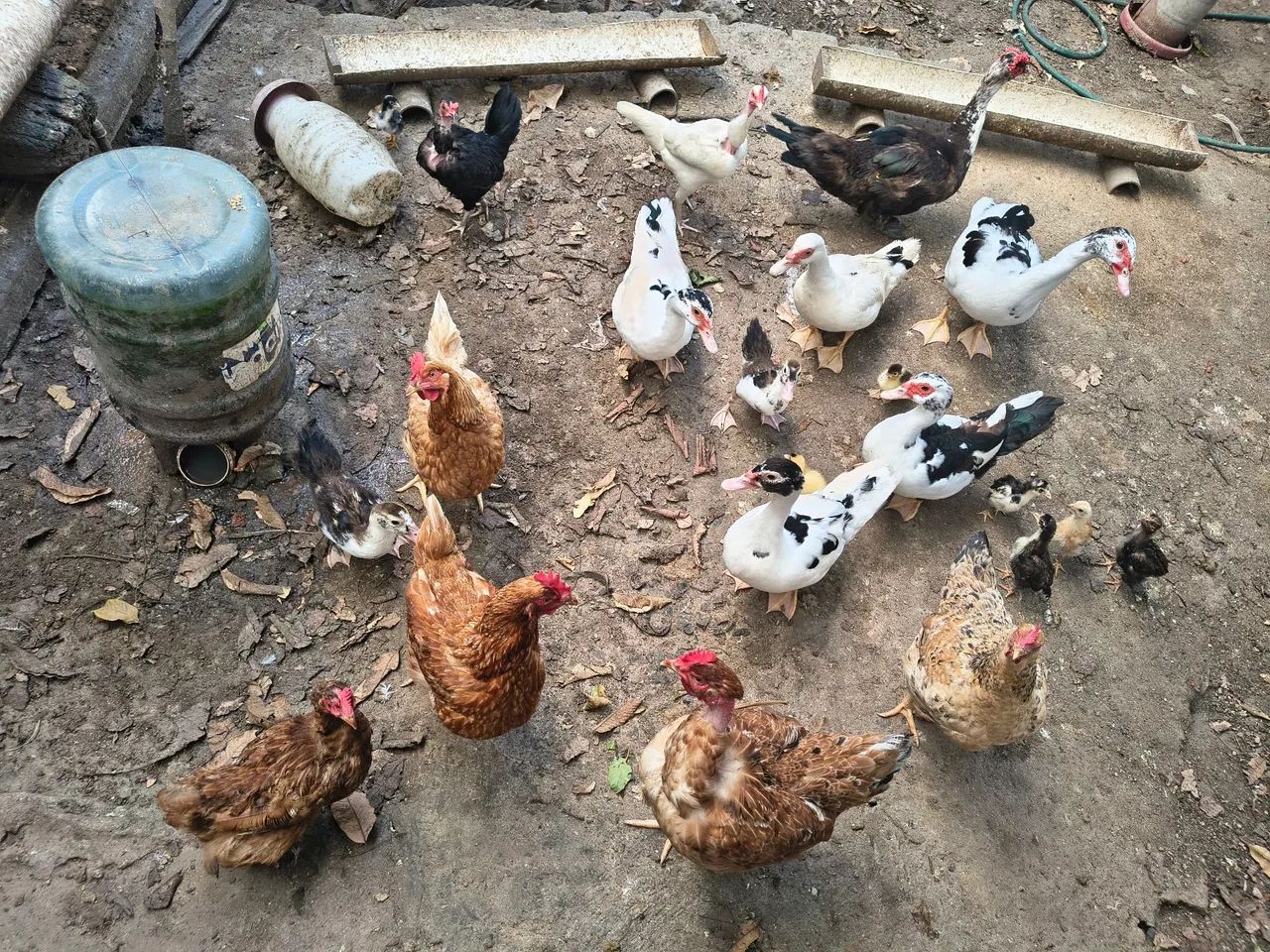 Galinhas e patos 