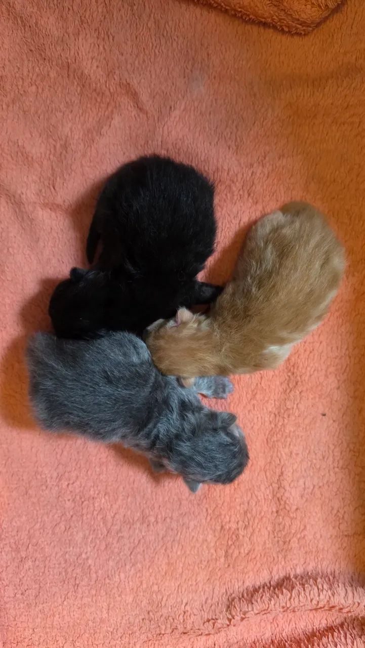Persa - Foto 2