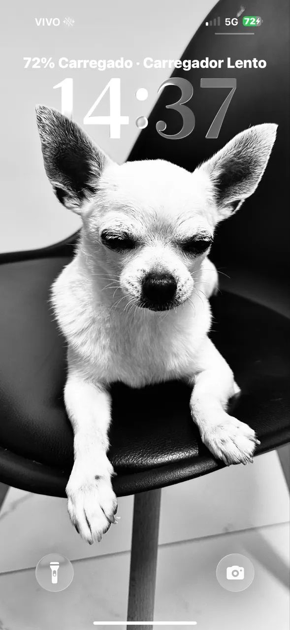 iPhone Pro Max 16  - Foto 2