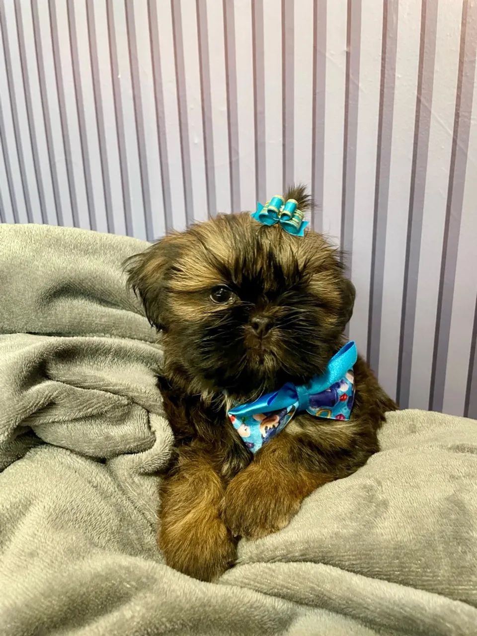 Shih -Tzu Macho - Foto 3