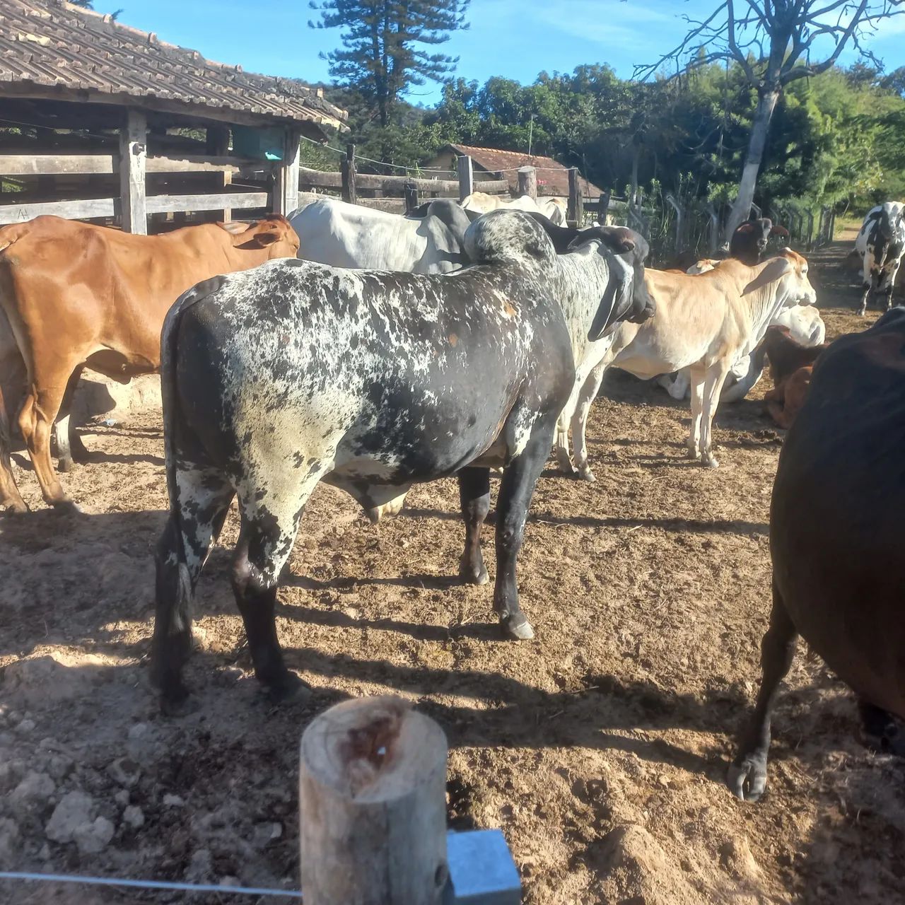 Vendo e pego carro um lote de gado extra  - Foto 2