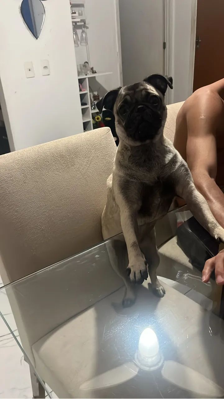 Cachorro  - Foto 2