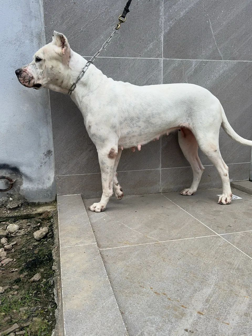 MATRIZ DOGO ARGENTINO  - Foto 4
