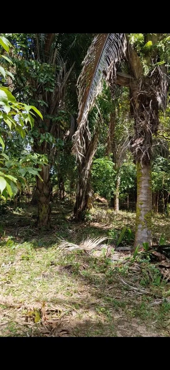 Sitio macajituba av principal - Foto 5