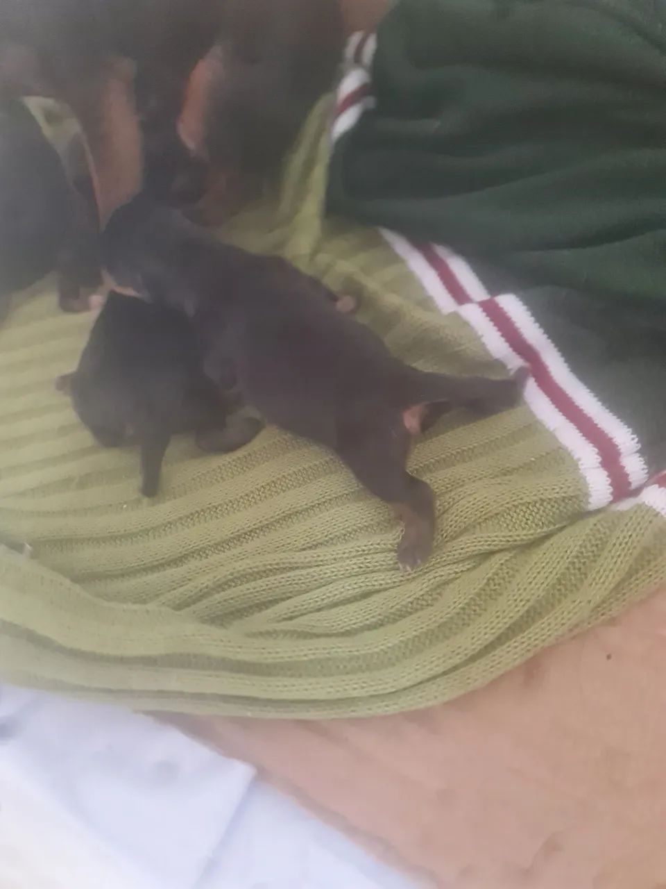 Filhotes de pincher. - Foto 3