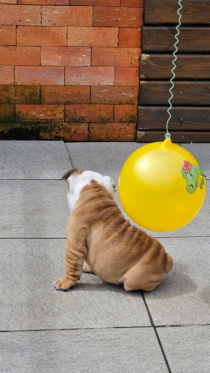 Bulldog Inglês macho  - Foto 4