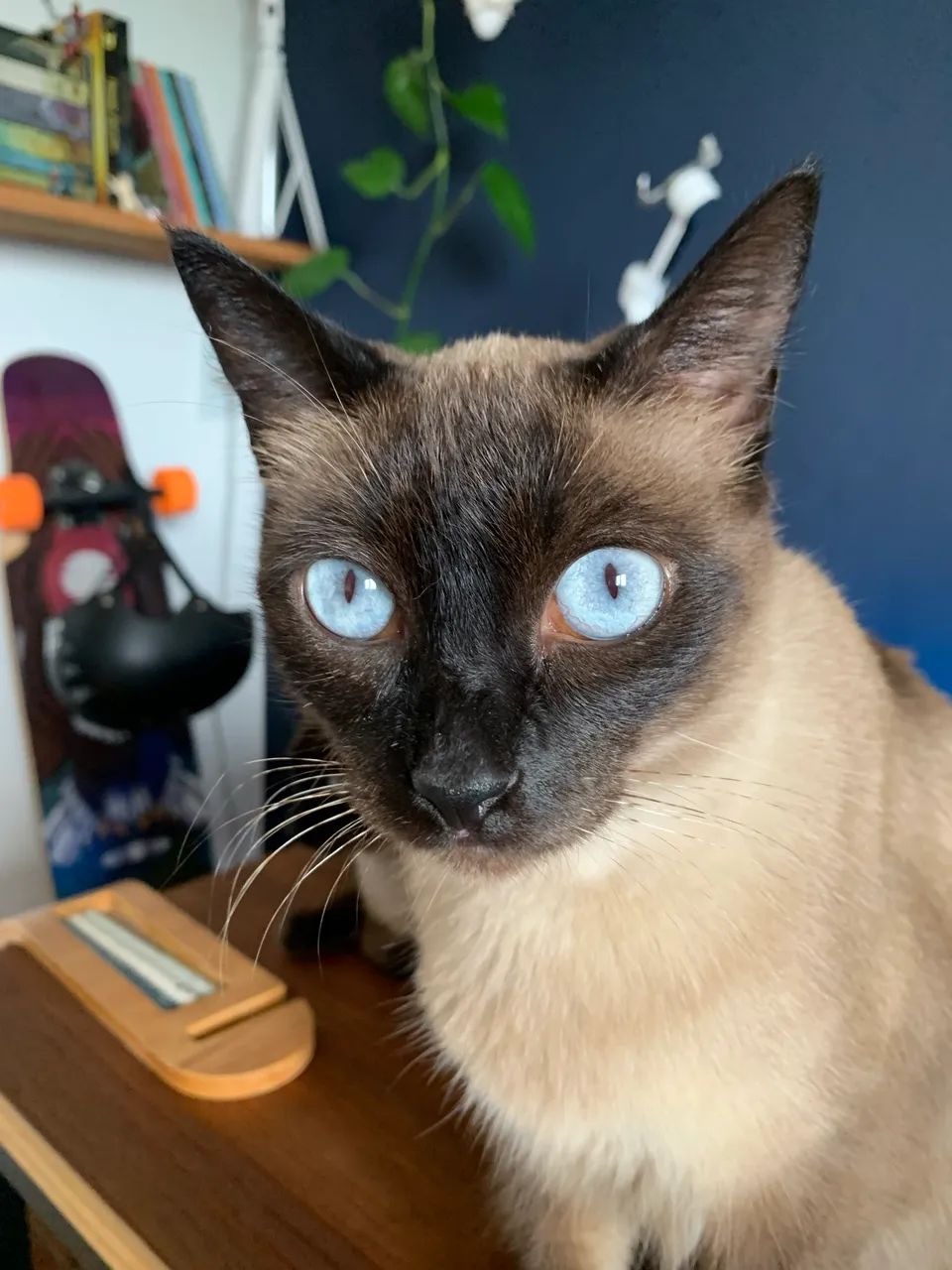 Gatinhos Siameses - Foto 5