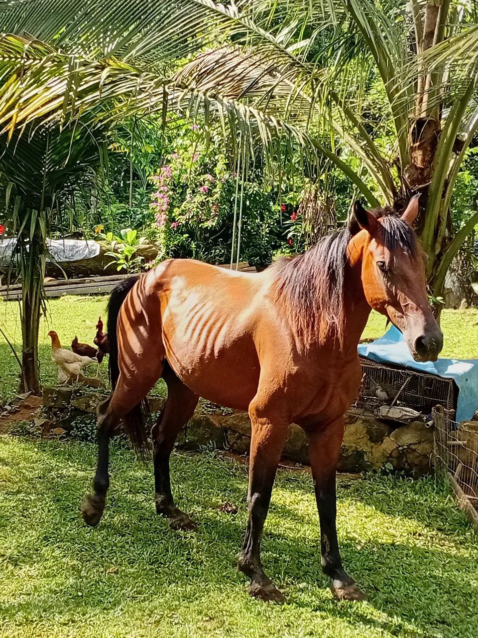 Cavalo quarto de milha - Foto 3