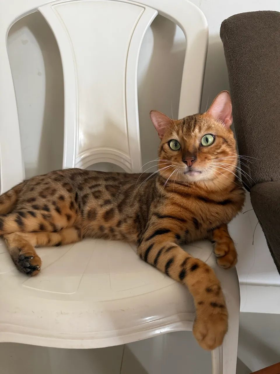 Filhote - Gato Bengal  - Foto 6
