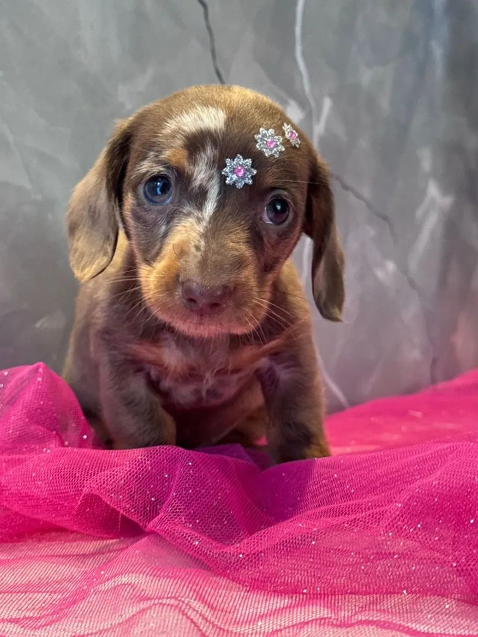 Dachshund arlequim chocolate