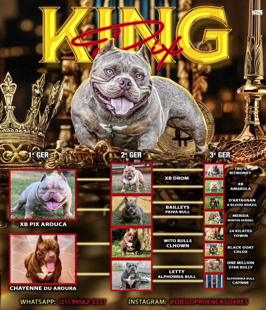 American bully padreador  - Foto 5