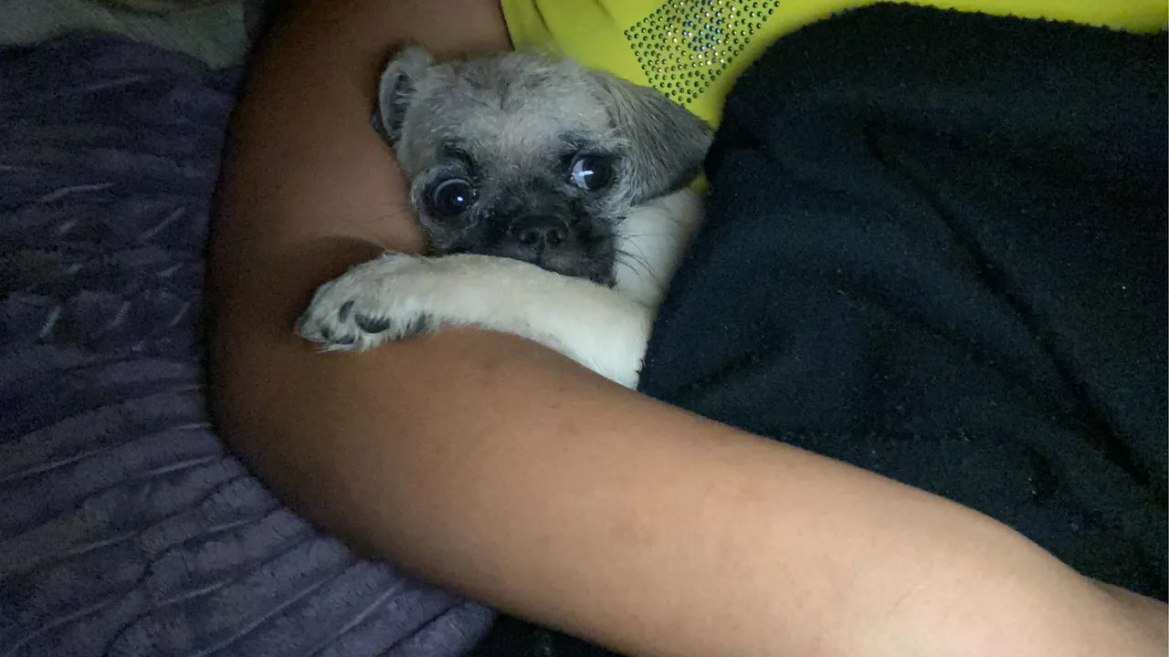 Vende-se pug fêmea 