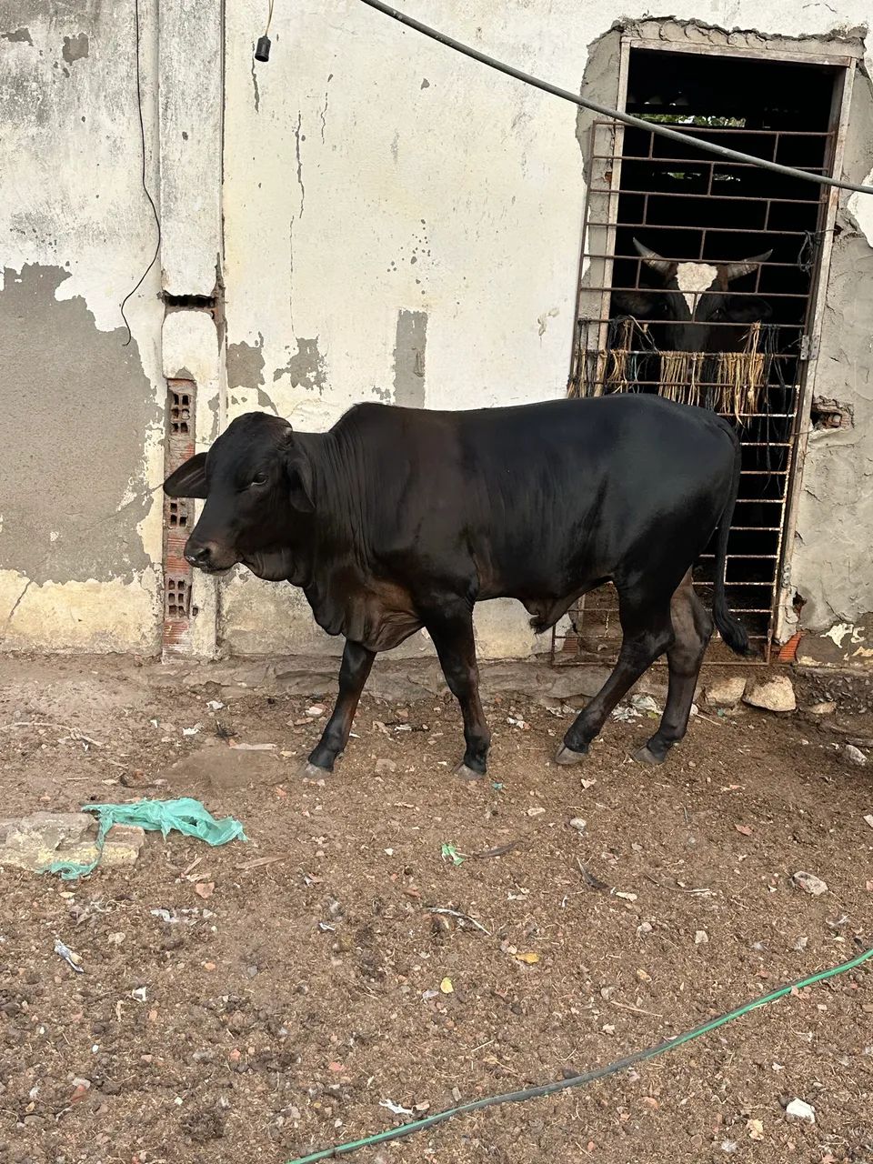 Garrote a venda  - Foto 2