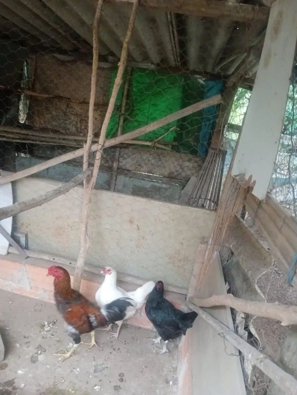 1 Frango e 2 Galinhas