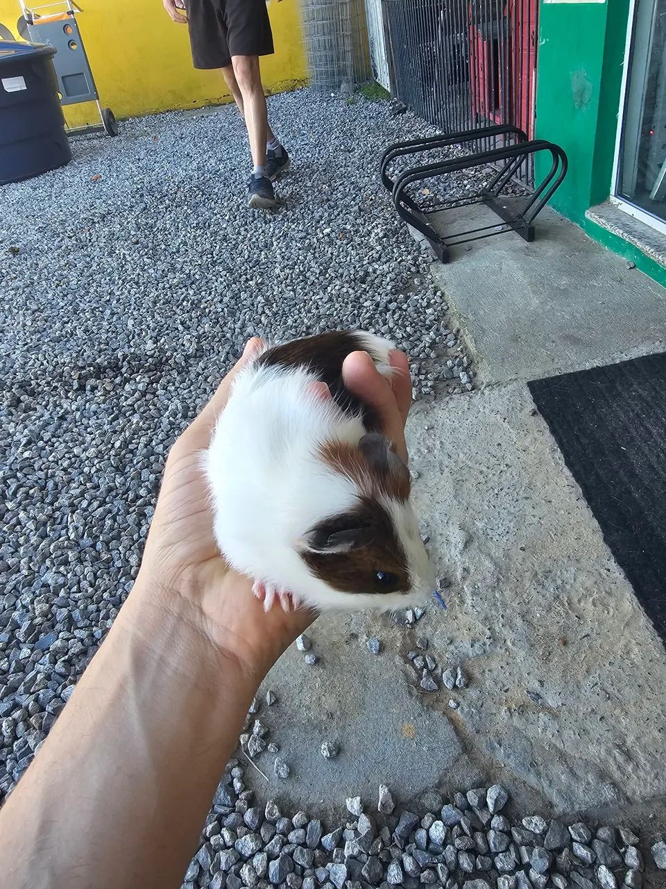 Porquinho da india  - Foto 5