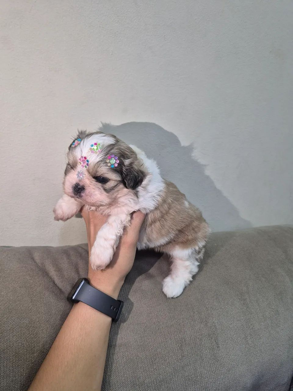 Shitzu femeas micro  - Foto 3