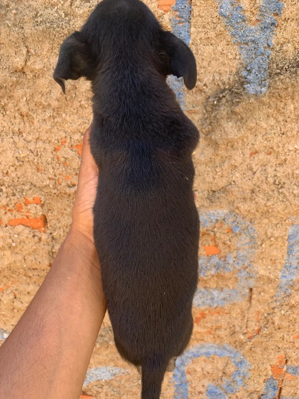Pinscher macho - Foto 5