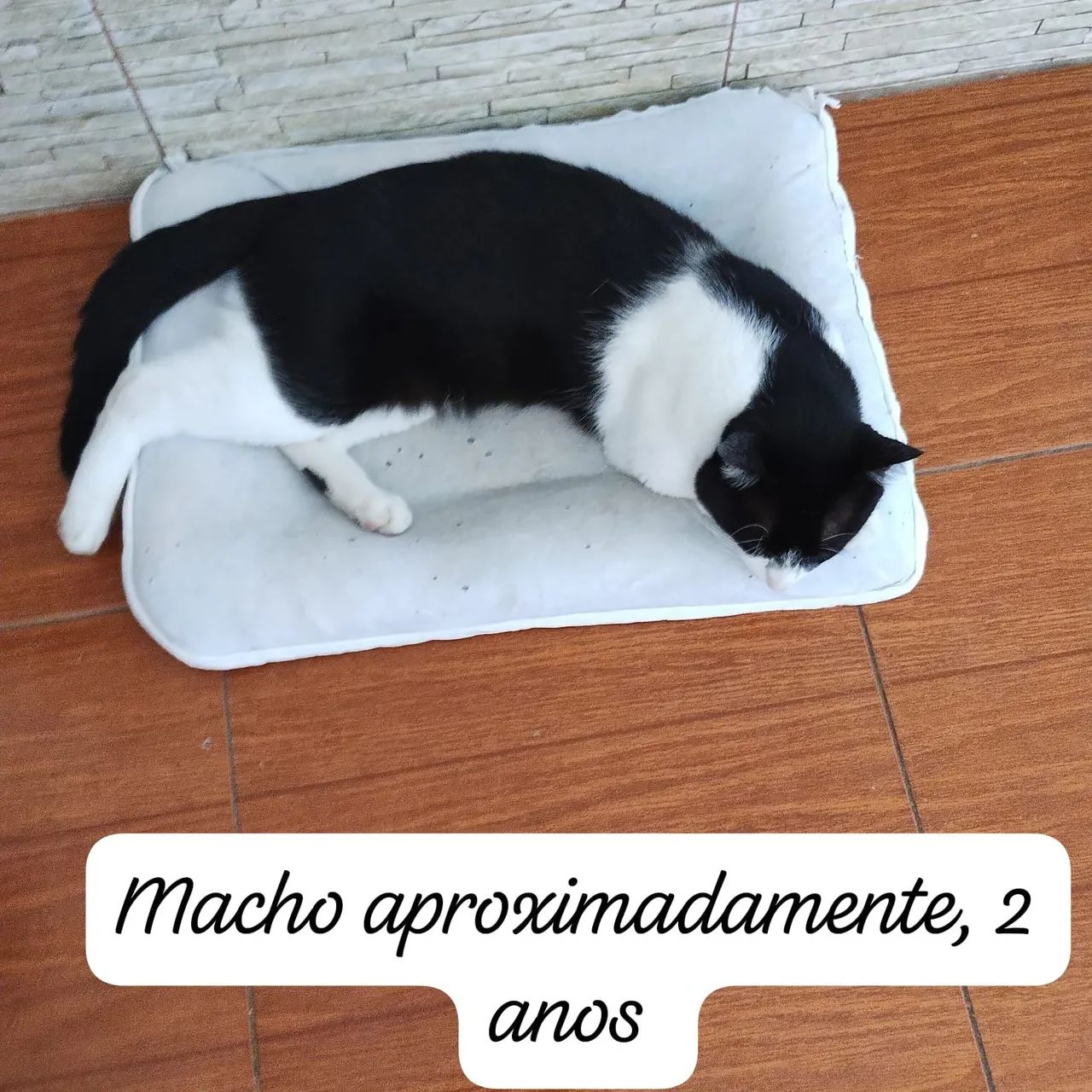 Gatos doação abandonado  - Foto 2