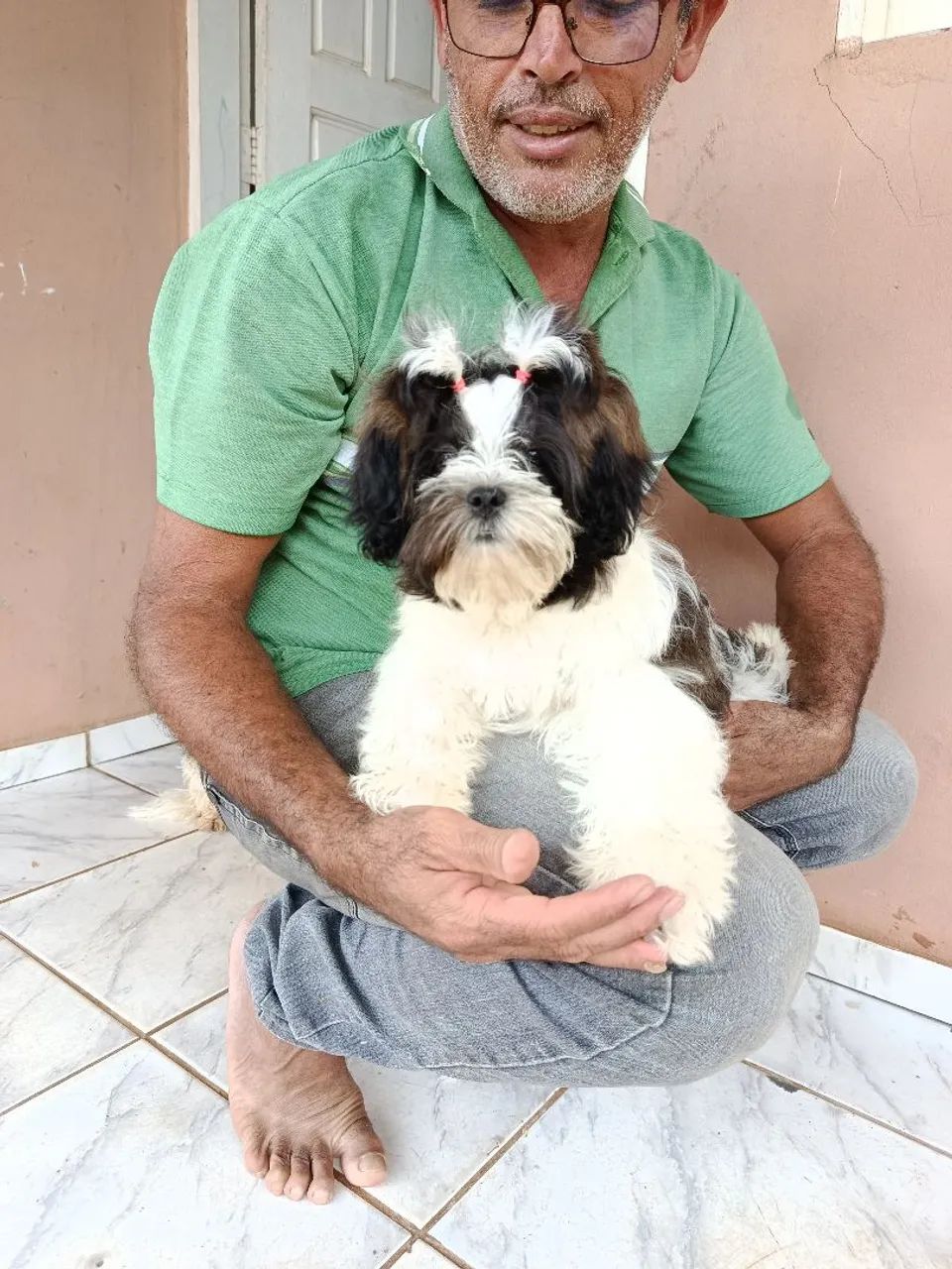 Vende-se cadelinha Shitzu e poodle  - Foto 2