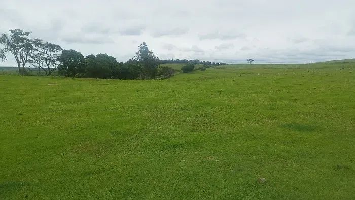 PECUÁRIA - Área Rural 10 Alqueires - Foto 5