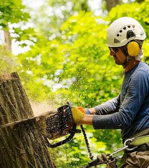 Poda de árvores e  limpeza de terrenos 