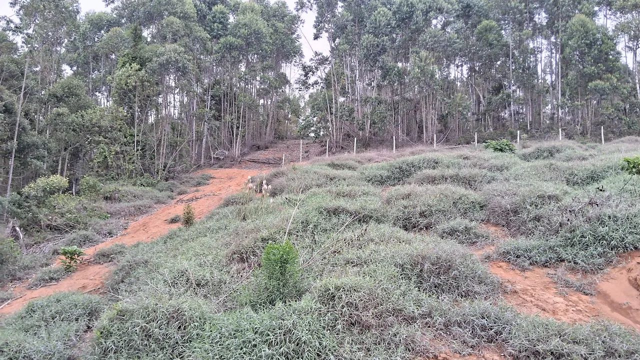 Chácara, sítio em santa maria de jetibá  - Foto 5