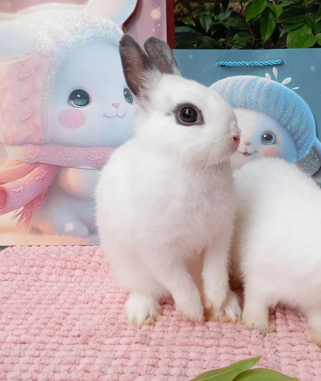 Anão Netherland Dwarf ? - Foto 2