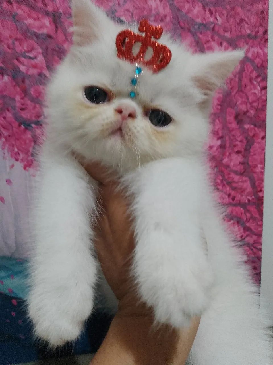 Gatinho persa exótico - Foto 2