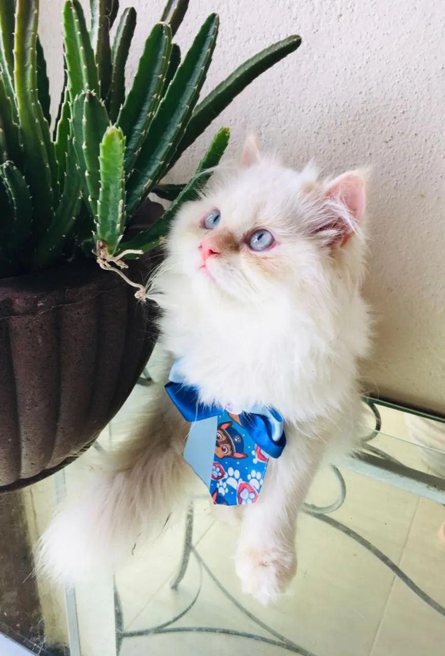 Filhote gato persa - Foto 4