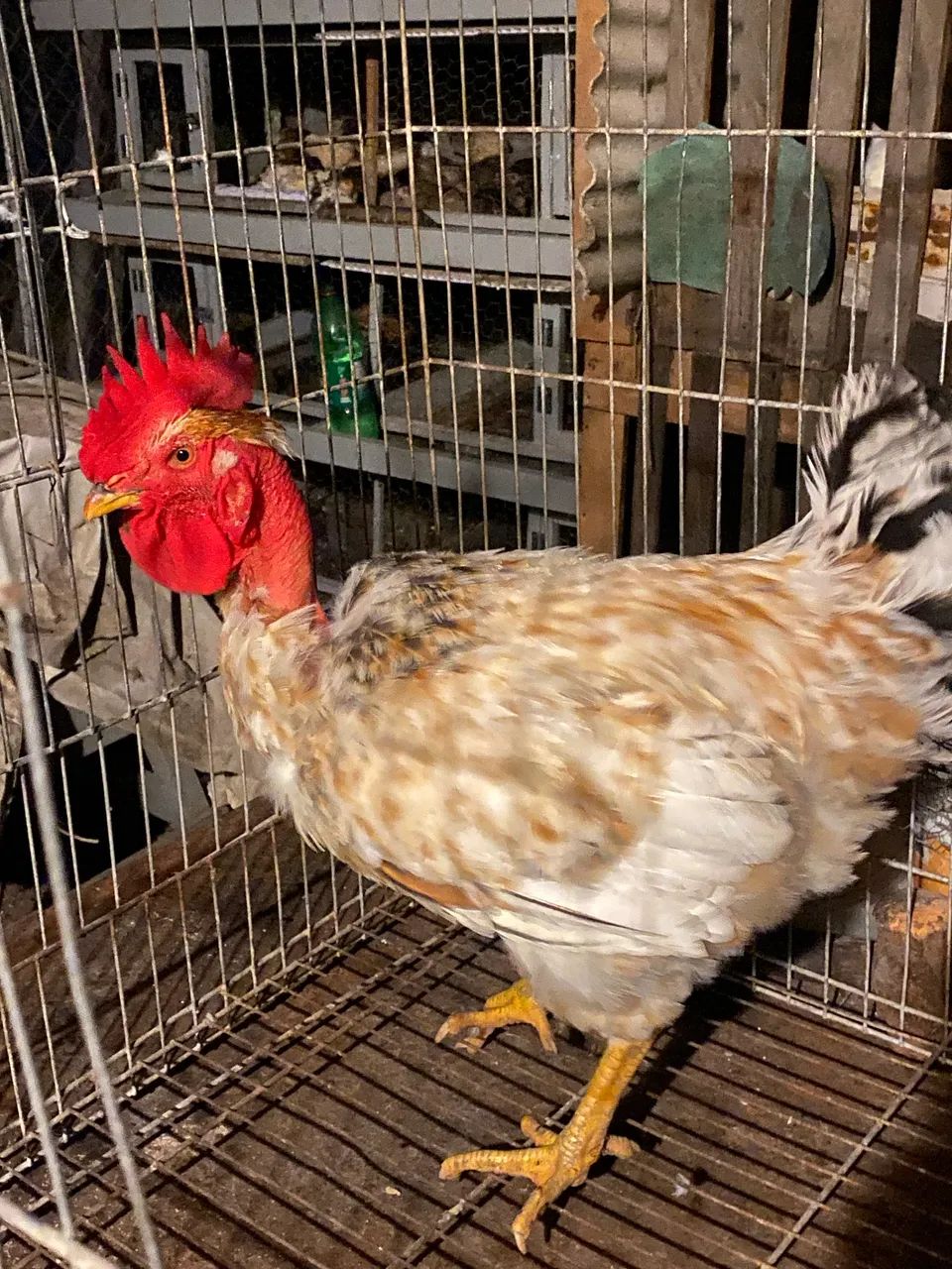 Frango novinho pra vender  - Foto 3