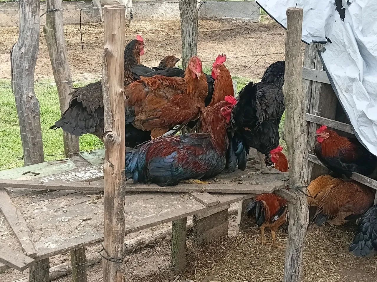 Galos e galinhas genética boa  - Foto 5