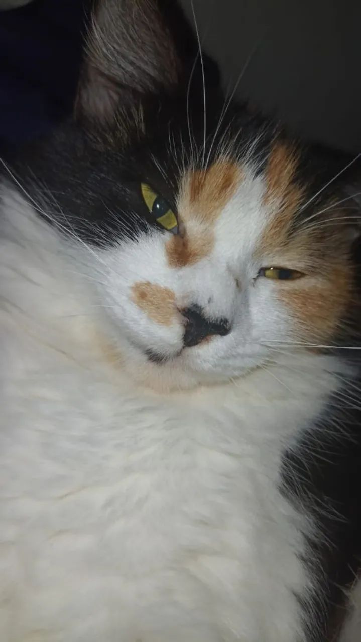 Adoção gata - Foto 2