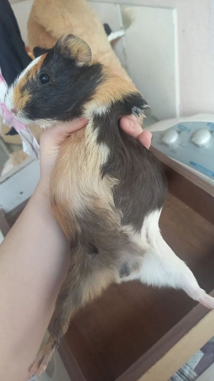 Porquinho-da-Índia fêmea 