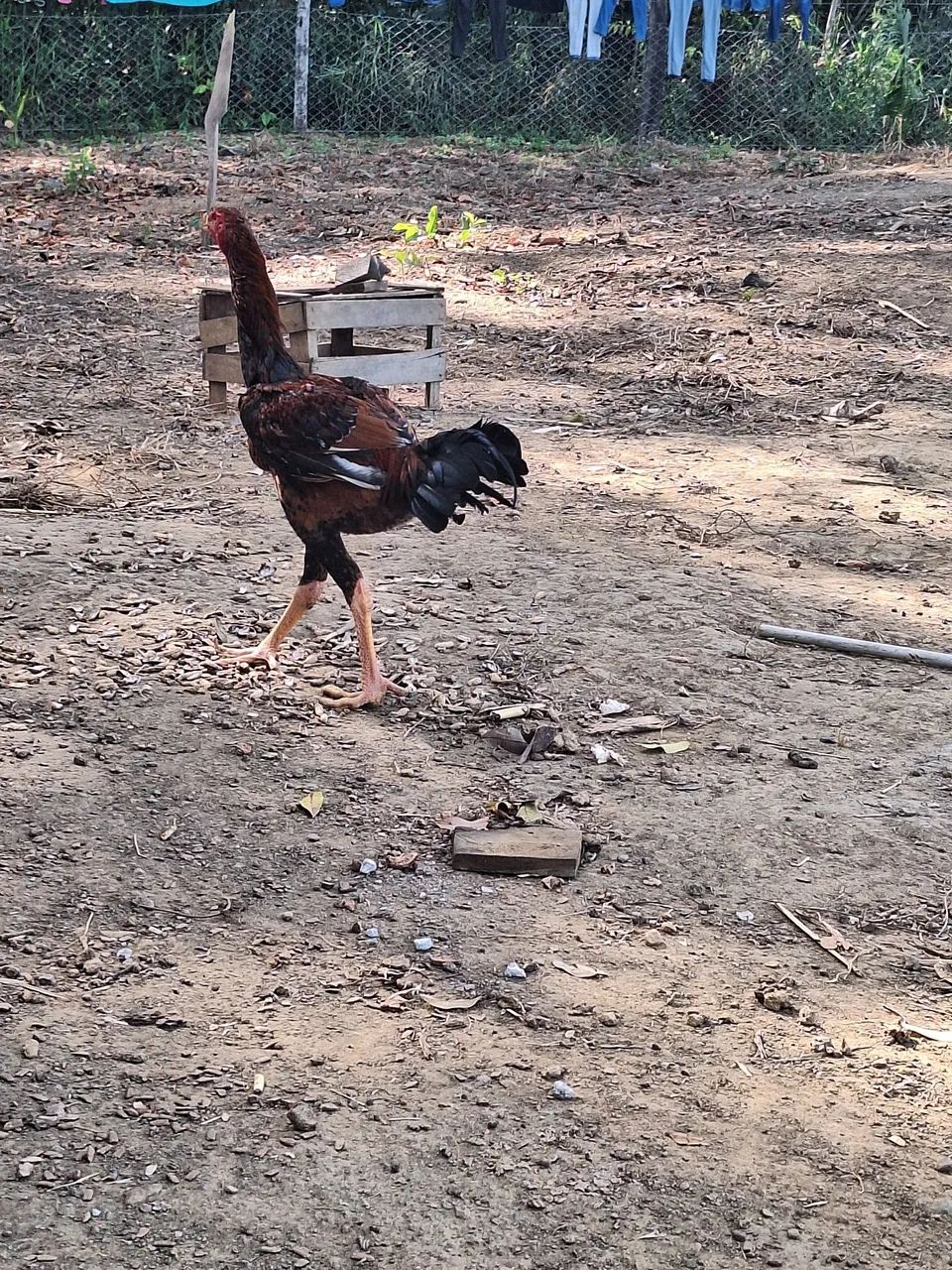 Frango indio gigante  - Foto 3
