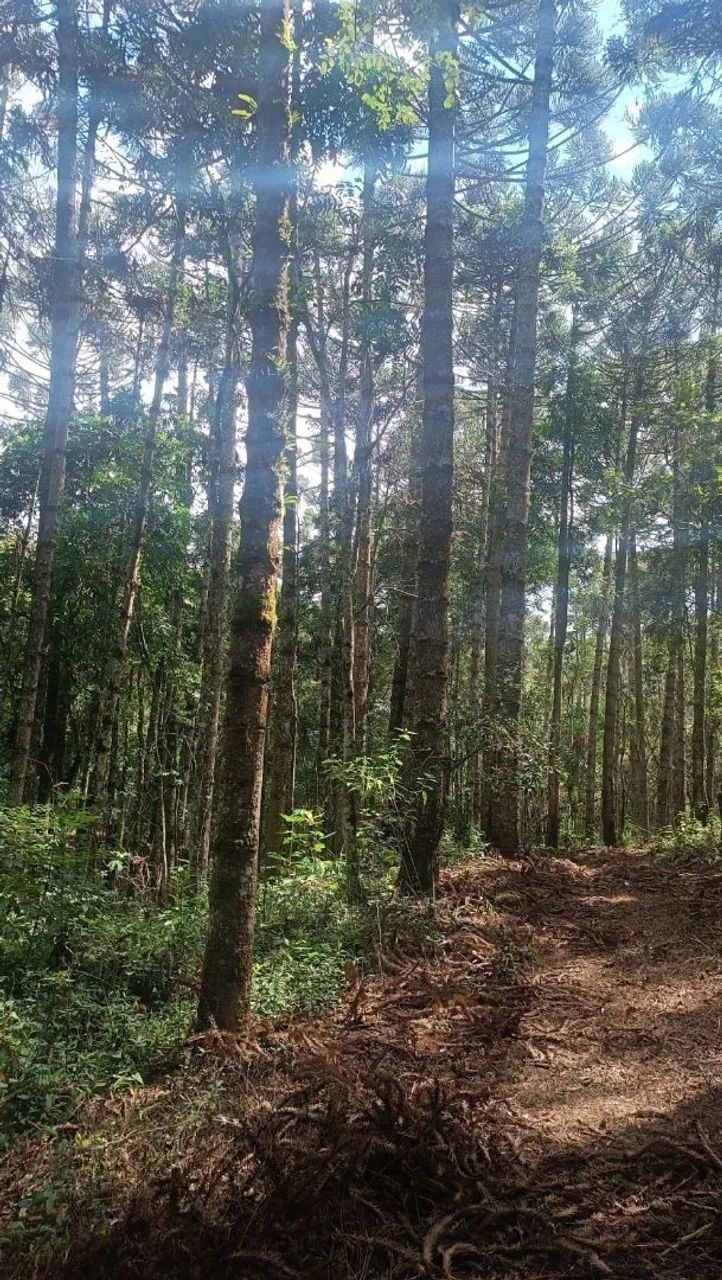 Terreno Em Extrena Com 13mil Metros  - Foto 4