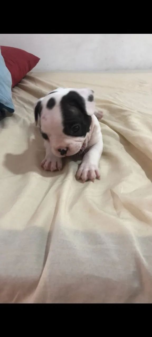 Bulldog francês macho 