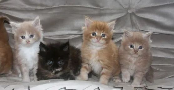 Maine coon 