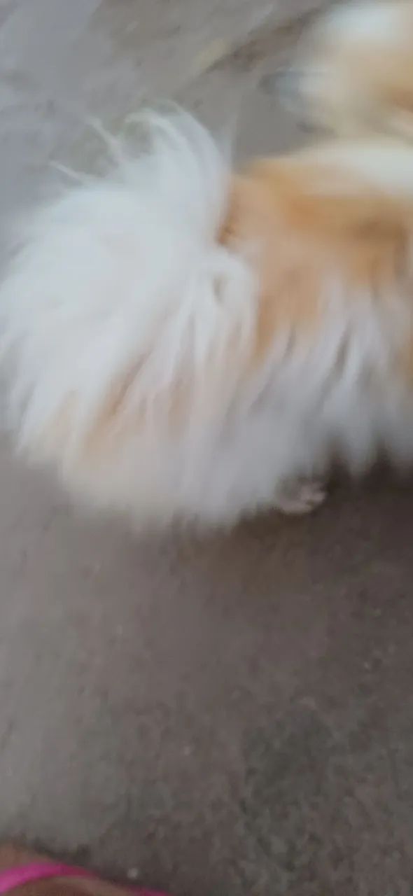 Cachorro asessorio - Foto 3