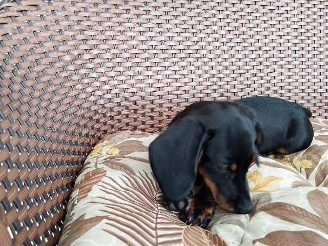 Cachorro dachshund salsicha - Foto 3