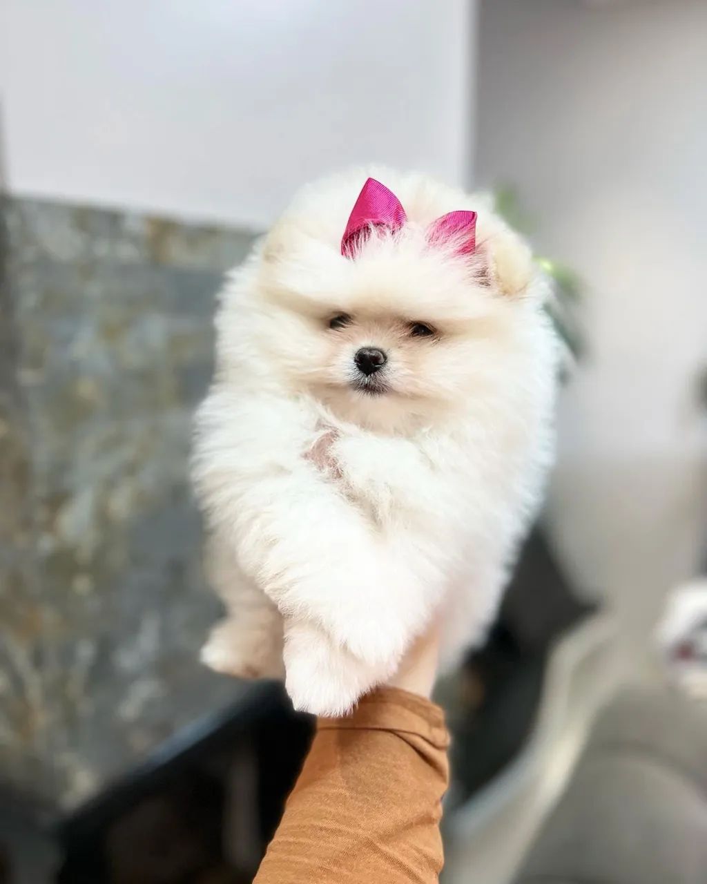 SPITZ alemão  - Foto 2