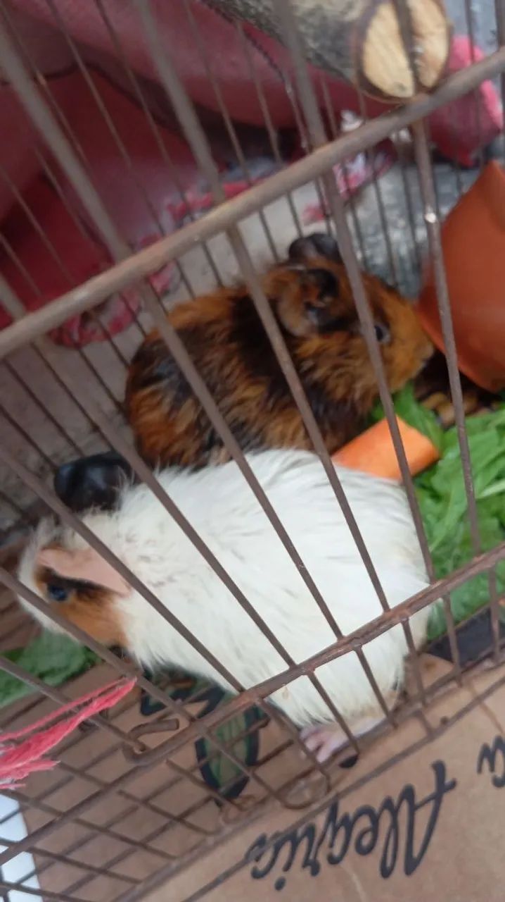 Casal de Porquinhos da Índia  - Foto 2